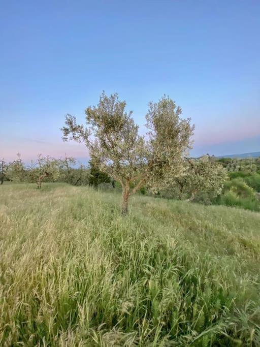 Podere San Giorgio Palaia Zewnętrze zdjęcie